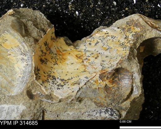 undet. Scaphitidae