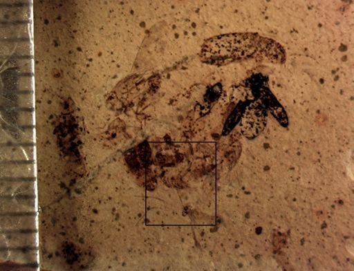 undet. Diptera