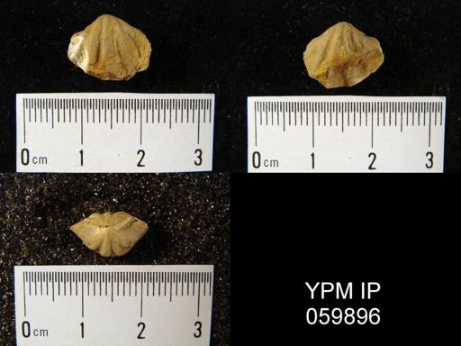 Spirifer sp.