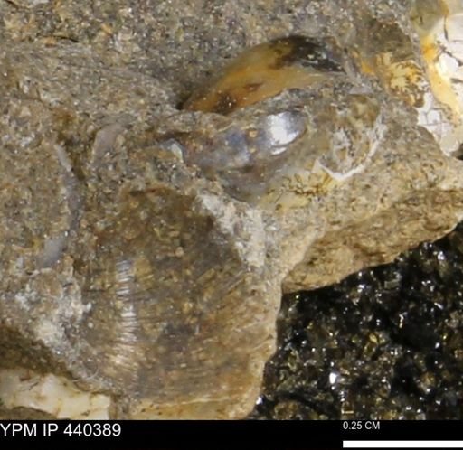 Protocardia subquadrata