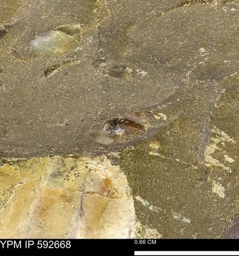 undet. Bivalvia