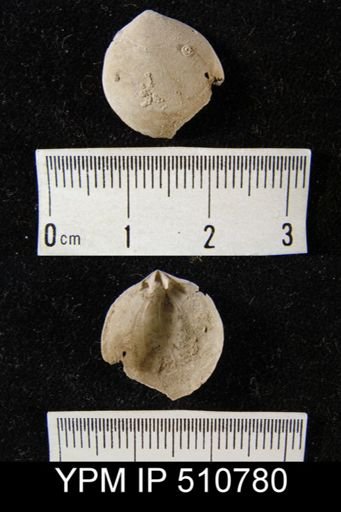 undet. Athyridida