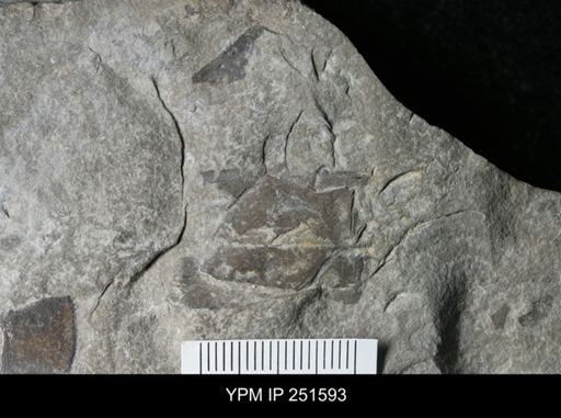 undet. Eurypterida