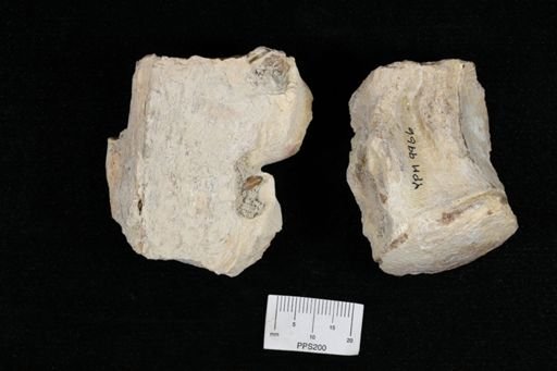 undet. Mosasauridae