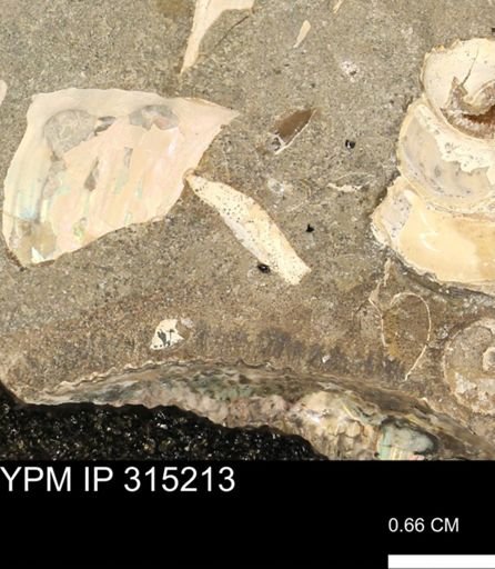 undet. Scaphitidae