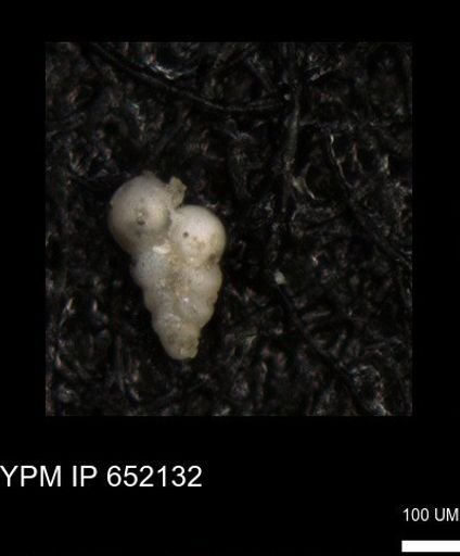 undet. Heterohelicidae