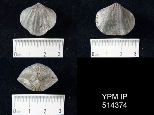 Camarotoechia peneborealis