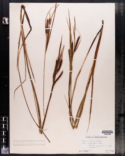 Carex