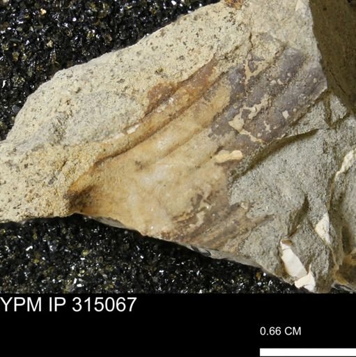 undet. Scaphitidae