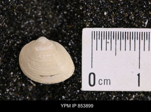 Limopsis striatopunctatus