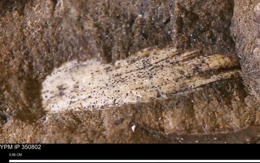 undet. Bivalvia