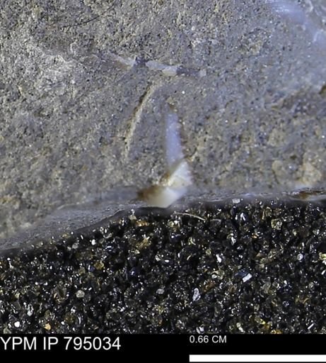 undet. Bivalvia