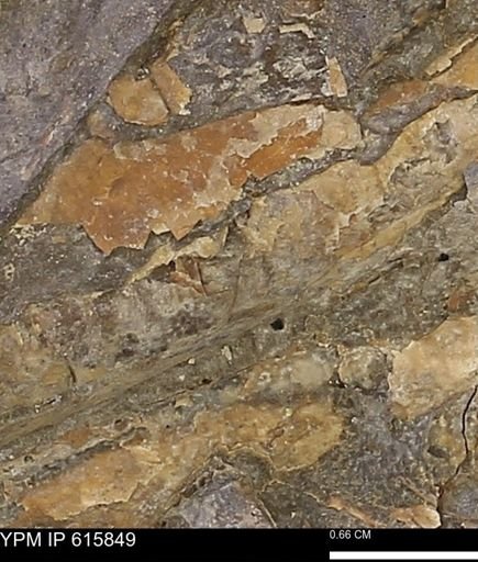 undet. Mollusca
