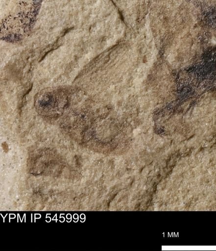 taxon undetermined