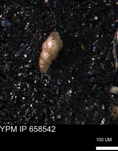 Verneuilinoides kansasensis