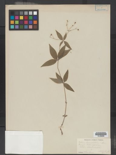 Galium lanceolatum