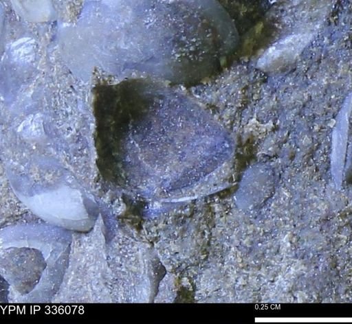 Protocardia subquadrata