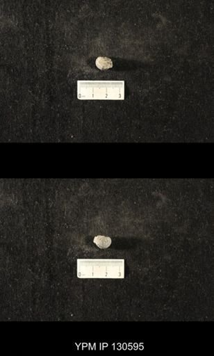 Platyostoma sp.