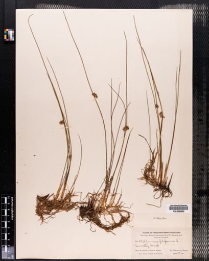 Juncus filiformis