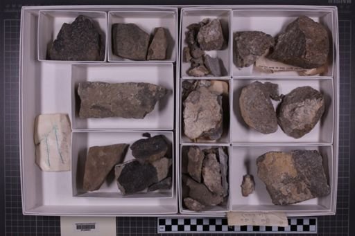 mixed taxa, stratigraphic collection
