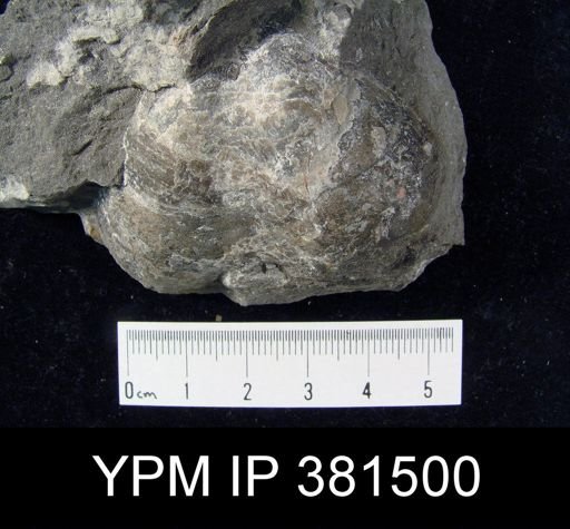 Warrenella laevis