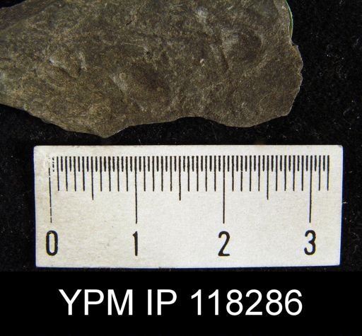 Chonetes tenuistriatus
