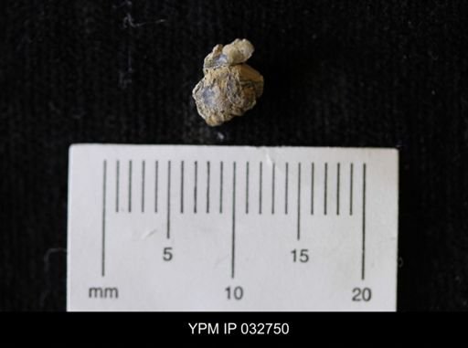 Lioplacoides