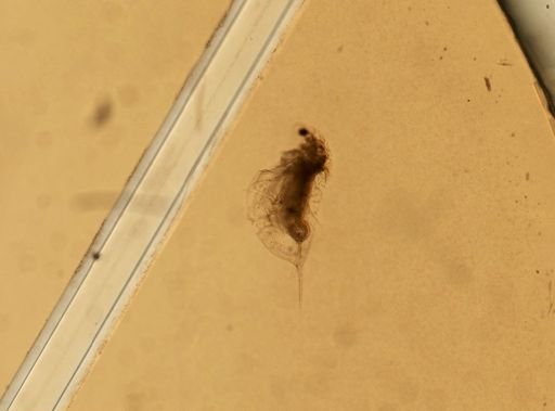 Daphnia