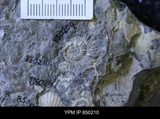 undet. Collignoniceratidae