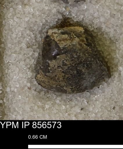 Limopsis striatopunctatus
