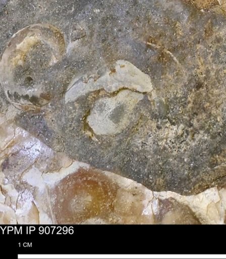 undet. Bivalvia