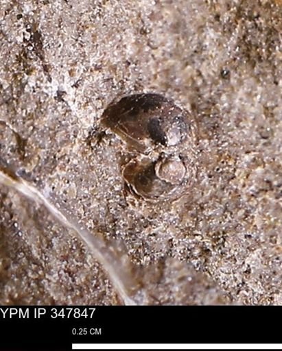 undet. Bivalvia