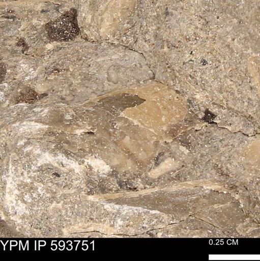 Baculites sp.