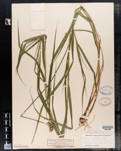 Carex cristatella