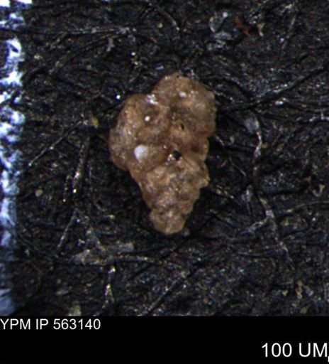 Verneuilina canadensis