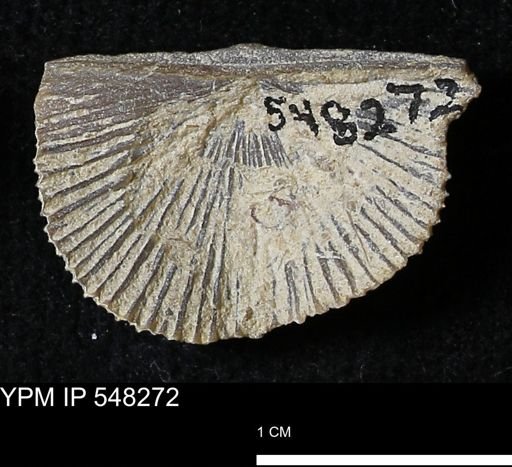 Stropheodonta navalis