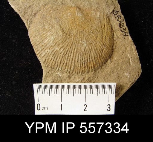 Buxtonia sp.