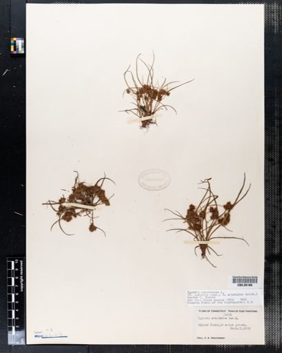 Cyperus squarrosus