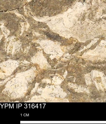 undet. Mollusca