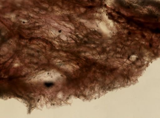 Ircinia sp.