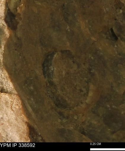 undet. Mollusca