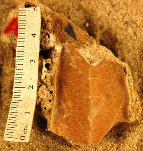 Nectandra pseudoantillana