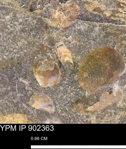 undet. Mollusca