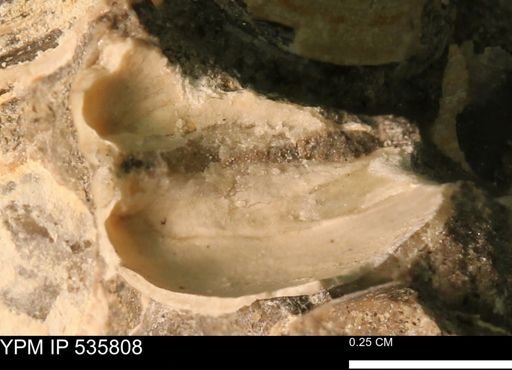 Limopsis striatopunctatus