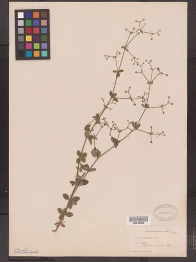 Galium pilosum