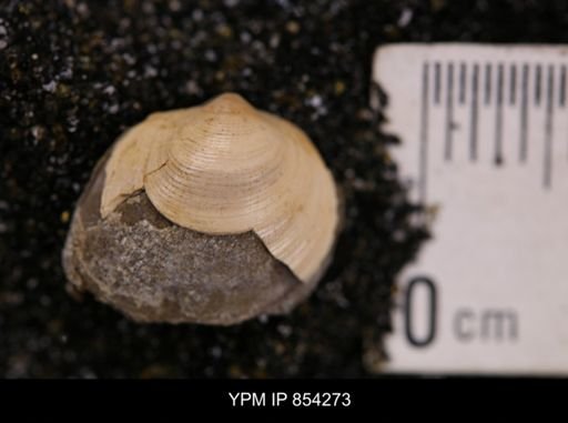 Limopsis striatopunctatus