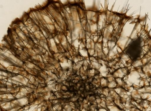 Axinella verrucosa
