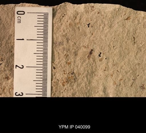 Lemmatophoridae