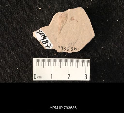 undet. Hemiptera