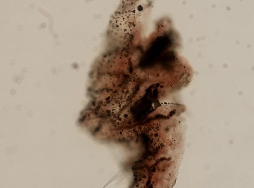cf. Leiosella